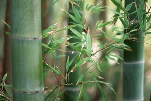 广东钢竹种植直销基地采购多少钱